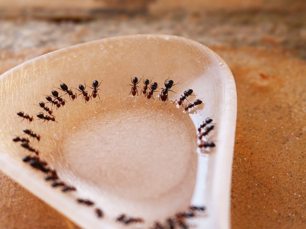 ▲只要是甜的、水分含量夠高，蜂蜜、糖水一樣都會吸引螞蟻來偷吃!  圖片出處 : pixabay