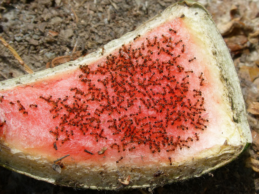 ▲螞蟻什麼都吃，什麼都不奇怪~! 自然界的昆蟲更是他的主食與最愛! 圖片出處 : pixabay