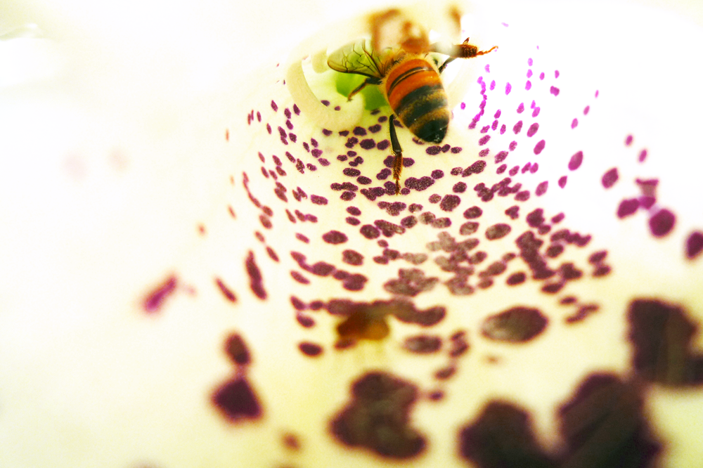 宏基蜜蜂生態農場  小蜜蜂愛鑽進花朵裡，努力的採花蜜回巢