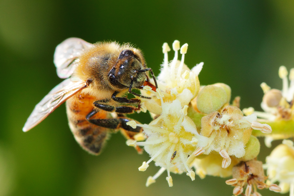 蜜蜂於龍眼花上吸舔花蜜，龍眼花本為高溫流蜜，2020年呈現異常低溫流蜜，讓今年的龍眼蜂蜜「特別容易結晶」